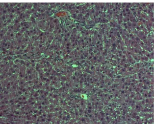 Figure 2: CS-2 0.6 mL/kg (HE x 20)