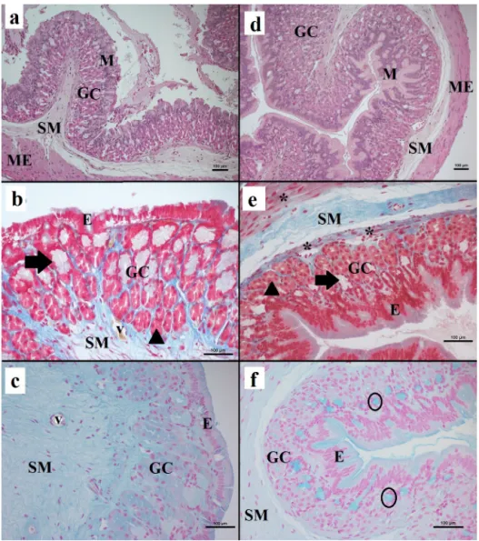 Fig. 10. Axolotl stomach histology.