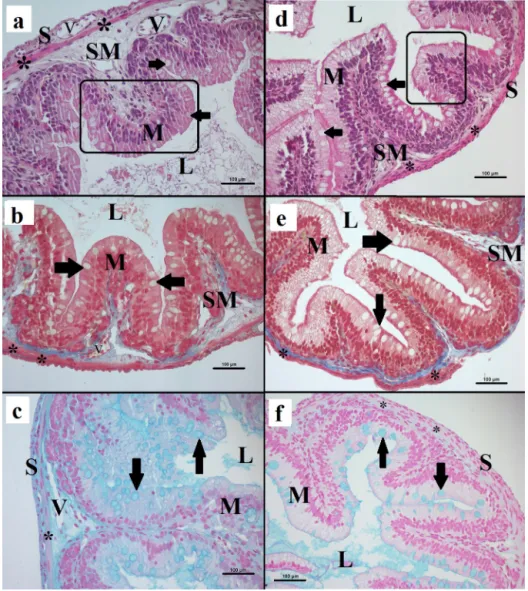 Fig. 11. Axolotl intestine histology.