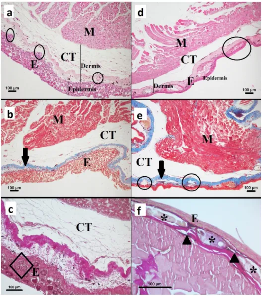 Fig. 1. Axolotl skin histology.