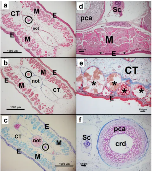 Fig. 2. Axolotl tail histology.