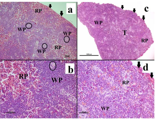 Fig. 3. Axolotl spleen histology.