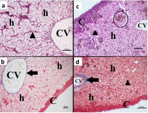 Fig. 9. Axolotl liver histology.