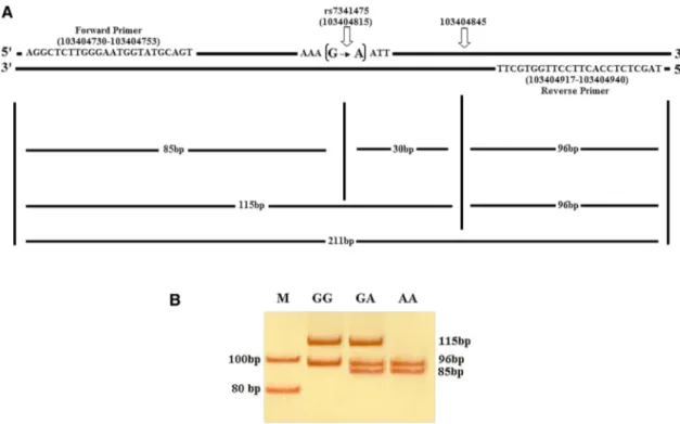 Fig. 1    a A schematic illustration of RELN gene showing the location  of  ApoI recognition sequences (5′…R/AATTY…3′) relative to the  primers annealing sites (Genomic Reference Consortium:GRCh37.