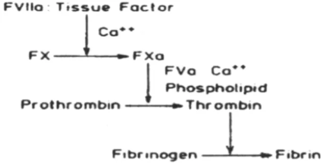 Figure 1.Biochemical reactions take place in the prothrombin time test (Ref.12)              Tissue Factor and Thrombosis