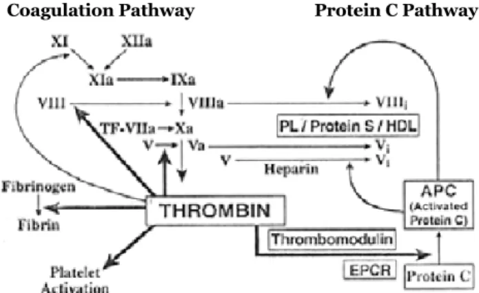Figure 2 shows positive and negative feedback reactions of the clotting system. 