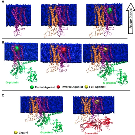 Figure 5. (A) depicts that ligand binding affinity of monomer (purple) increases in the presence of its partner protomer (orange); (B) ligand efficacy of monomer (purple) decreases (middle) or increases (right) in the presence of its partner (orange) when 