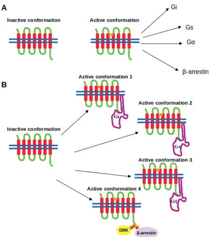 Figure 1. Depiction of the (A) the two-state model and (B) the “new-model” proposed for GPCR activation.
