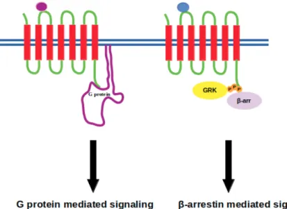 Figure 2. Purple and blue beads represent biased ligands where they initiate either G protein or β-arrestin mediated signaling, respectively