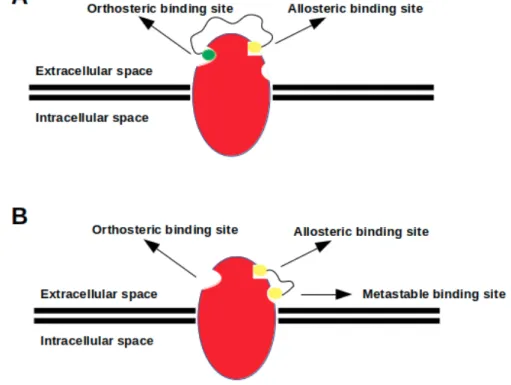 Figure 4. (A) a heterobivalent ligand, which is composed of two distinct pharmacophore groups (yellow and green beads) connected by a linker, targets both orthosteric and allosteric binding site simultaneously; (B) a homobivalent ligand, which consists of 