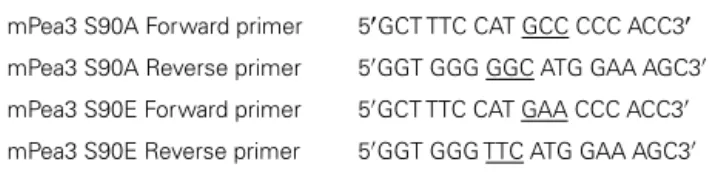 Table 2 | List of primers used for cloning phosphor-mutants of mPea3.