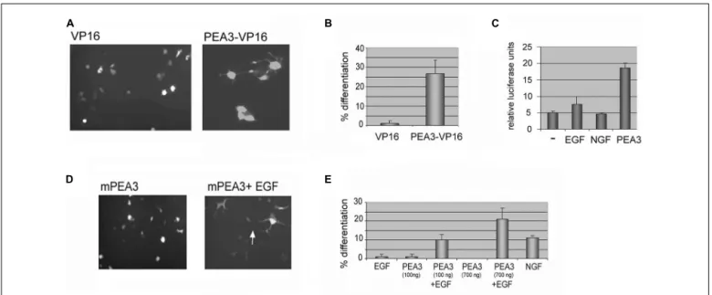 FIGURE 1 | Either a constitutively active Pea3-VP16 fusion or Pea3 induced with EGF can induce neurite formation in PC12 cells