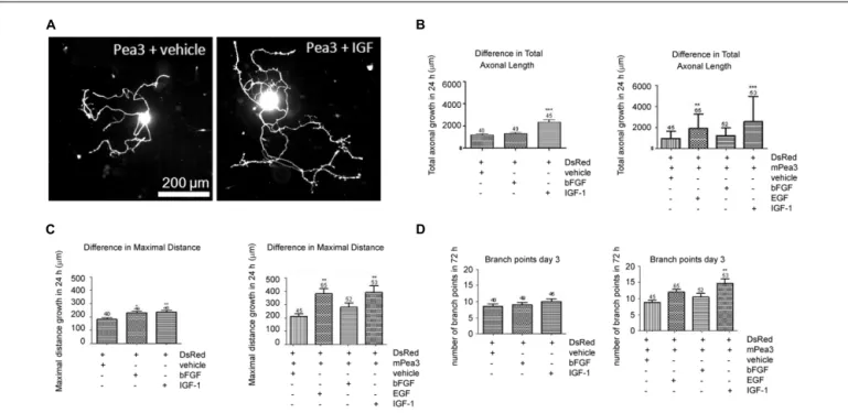 FIGURE 2 | Adult DRG neurons co-transfected with Pea3 expression vector and DsRed and stimulated with bFGF, EGF, or IGF-1.