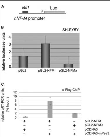 FIGURE 6 | Neuroﬁlament-M as a potential target promoter for activation by Pea3. (A) hNF-M promoter, which contains 1 major ets motif, was cloned upstream of a luciferase reporter gene; (B) luciferase reporter gene expression assay with either wild type 20