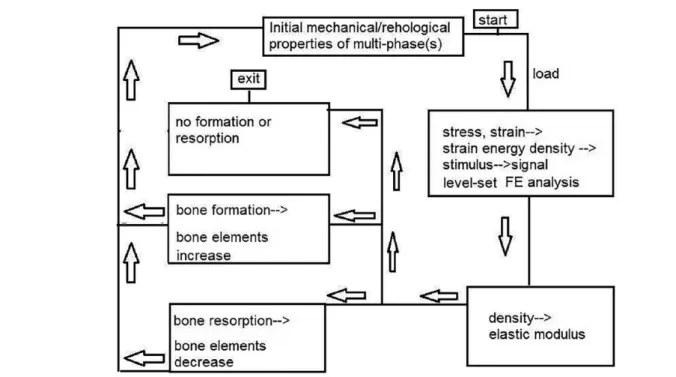 Figure 4.  Flow chart of the FE analysis. FE indicates finite element.