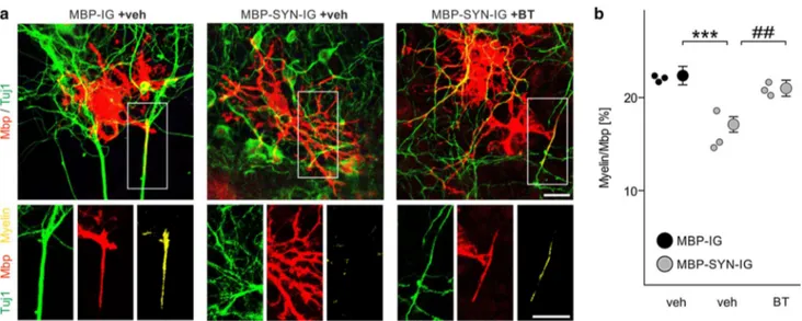 Fig. 6   Restored myelination deficit of α-synuclein-overexpressing  mouse embryonic stem cell-derived oligodendrocytes by benztropine