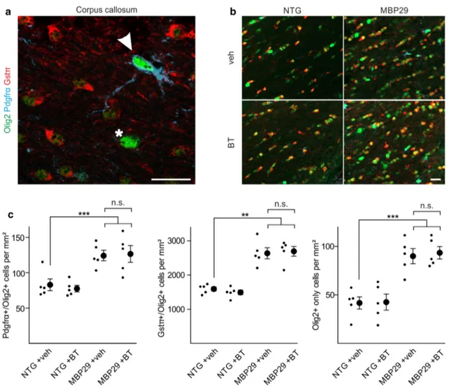 Fig. 9   No alteration of oligodendrocyte density by benztropine. a  Oligodendrocytic cells within the corpus callosum were identified  using stage-specific markers [entire population: Olig2;  oligoden-drocyte progenitor cells: platelet-derived growth fact