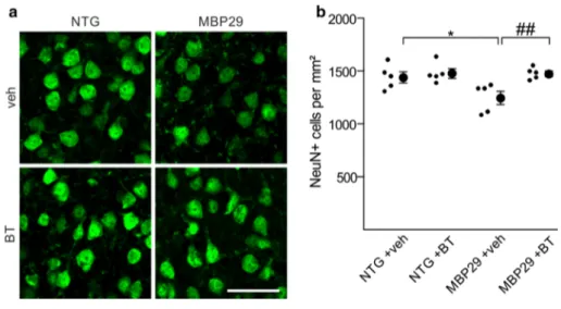 Fig. 10   Prevention of motor cortical neuronal cell loss in mice  overexpressing  α-synuclein in oligodendrocytes by benztropine