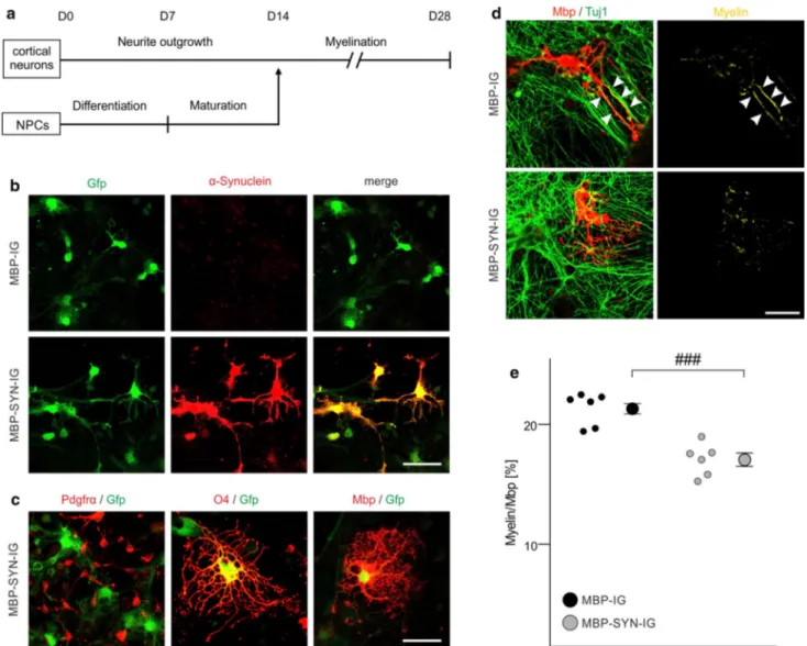 Fig. 3   Impaired myelination of α-synuclein-overexpressing mouse  embryonic stem cell-derived oligodendrocytes