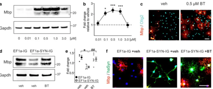 Fig. 4   Benztropine restores myelin basic protein (Mbp) expression in  α-synuclein-overexpressing primary oligodendrocyte progenitor cells  (OPCs)