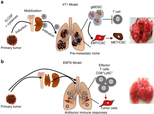 Fig. 9 Illustration of key differences between the metastatic and non-invasive tumors