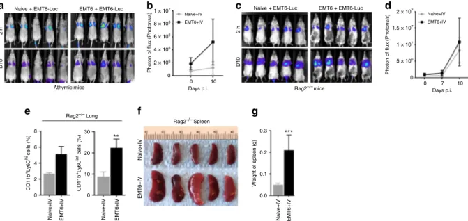 Fig. 2 Eradication of distant tumor cells is T-cell dependent. a –d Athymic nude mice that lack T-cell development and Rag2 −/− mice, de ﬁcient in mature T and B lymphocytes were implanted with or without EMT6 tumor cells (50K) and then challenged with EMT