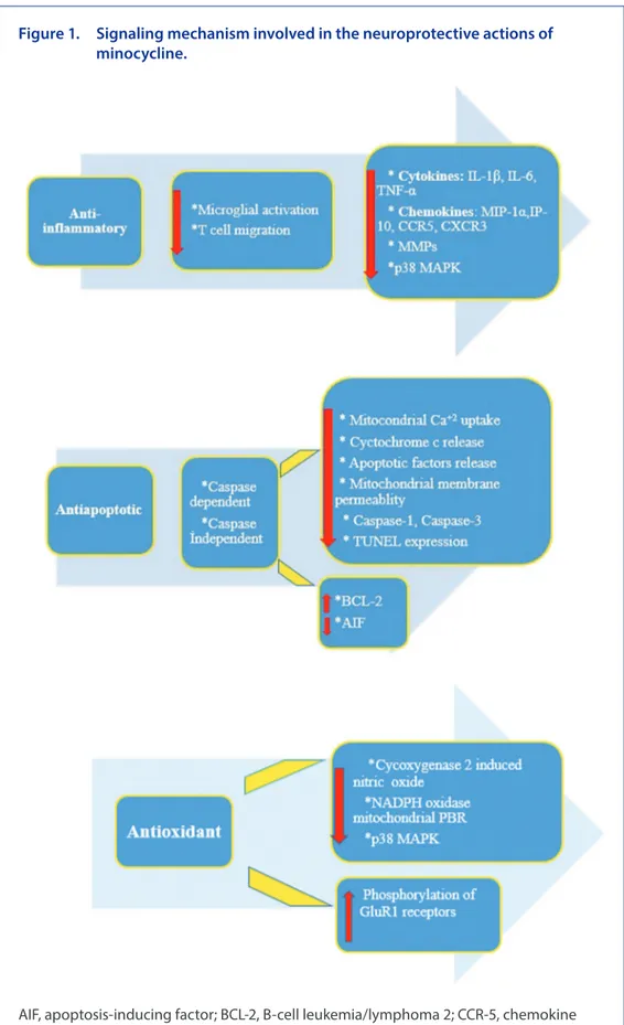 Figure 1.  Signaling mechanism involved in the neuroprotective actions of  minocycline.