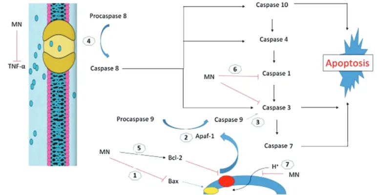 Figure 2.  Schematic representation of apoptosis and proposed sites of inhibition. 1. Free oxygen radicals, lipid  peroxidation, and increased cytosolic calcium cause mitochondrial depolarization and an opening of  the mitochondrial permeability transition