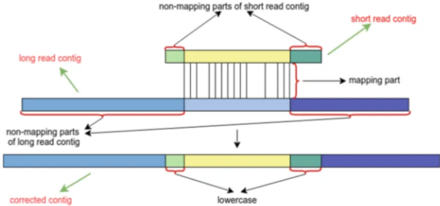Fig. 3. Correction method: correct the long read contig according to the mapping information of the short read contig.