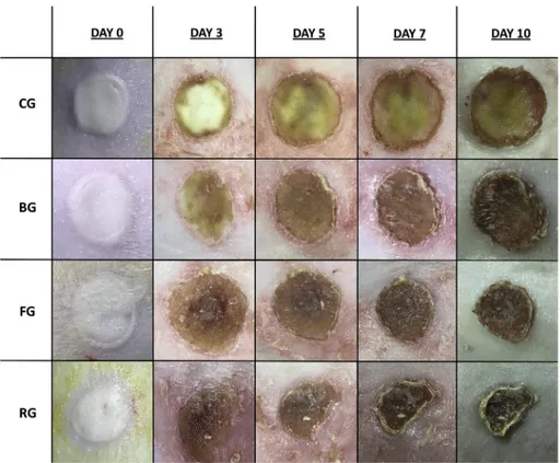 Fig. 4. Eﬀects of FA in situ gel on wound's evolution. Macroscopic examples of wound healing with control (CG), blank in situ gel (BG), FA (2%) in situ gel (FG), and Fucidin ® (RG) groups after excision on days 0, 3, 5, 7, and 10.