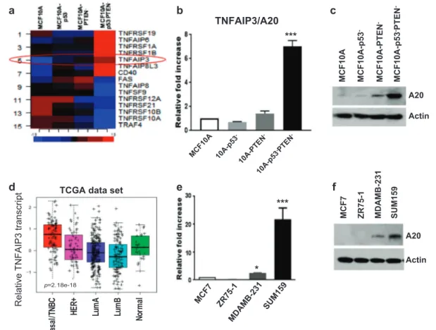 Fig. 1 TNFAIP3/A20 is highly upregulated in transformed MCF10A- MCF10A-p53 − PTEN − cells and patient basal/TNBC subtype