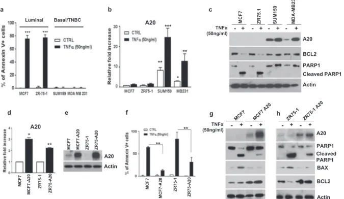 Fig. 2 A20 overexpression protects luminal breast cancer cells from TNF α-induced cell death