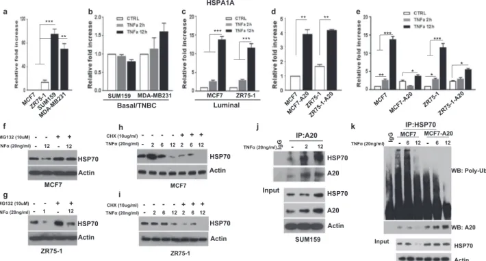 Fig. 4 TNF α induces HSP70 degradation in luminal breast cancer subtype. a Different mRNA expression of HSP70 in breast cancer cell lines was determined by qPCR