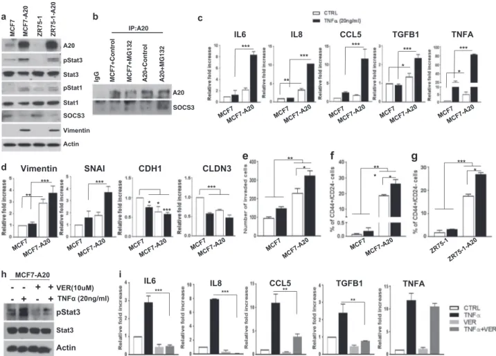 Fig. 5 A20 overexpression induces the in ﬂammatory Stat1/Stat3 pathway driving an EMT/CSC phenotype