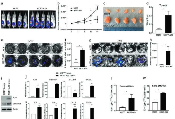 Fig. 6 A20 overexpression promotes aggressive metastatic properties in mouse xenografts