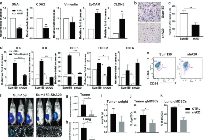 Fig. 7 A20 downregulation decreases EMT/CSC phenotypes in basal/