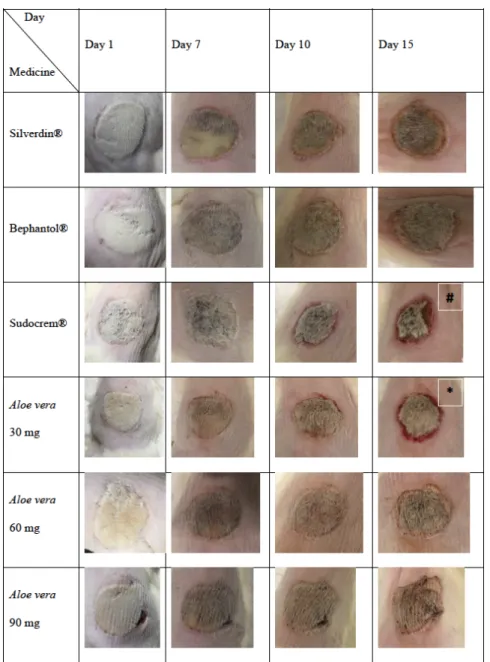 Figure 3. Burnt skin photos of experimental groups of that were taken on different days.