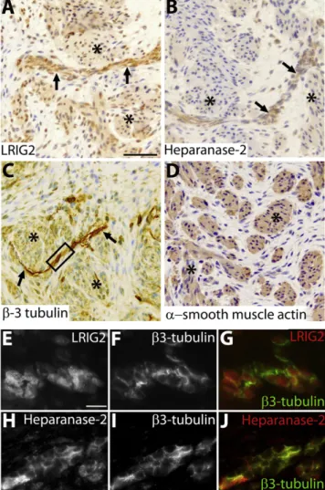 Figure 3. Immunohistochemistry of a Normal Urinary Bladder at 12 Weeks of Gestation