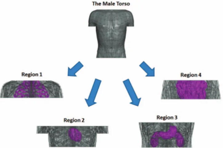 Fig. 1: Regions 1 to 4 represent the body areas of shoulders to heart  (including first six rib bones), heart, stomach - kidneys and intestine  respectively