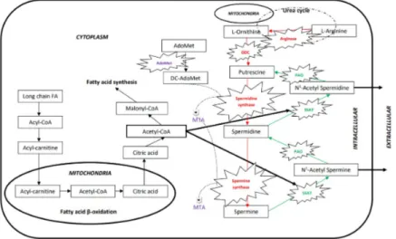 Figure 1.  Metabolic pathways of polyamines and long chain fatty acids. 