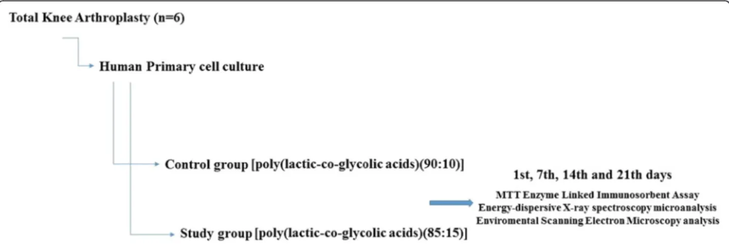 Fig. 1 Experimental study design