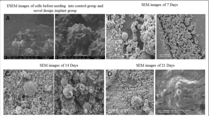 Fig. 5 Morphological evaluation of osteocytes on the control and novel designed PLGA groups