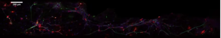 Fig. 2. A representative image of a myelinating co-culture. In this maximum intensity projection of the microscopic fluorescence multi-channel image, oligodendrocytes are in the red channel, axons are in the green channel and blue channel is for the nuclei