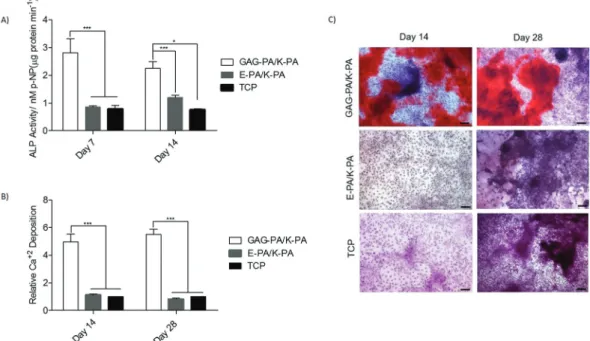 Fig. 3 Di ﬀerentiation analyses of rMSCs on bioactive peptide nanoﬁbers. (A) Impact of GAG-mimetic peptide nanoﬁbers on alkaline phosphatase activity on days 7 and 14, * p < 0.05, ***p < 0.001