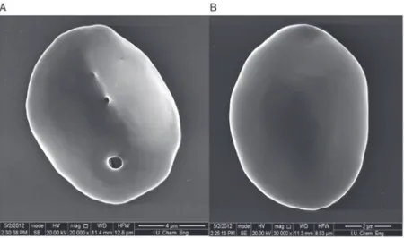 Figure 2. SEM images. Coverslipped wells were dried overnight at room temperature for SEM analysis