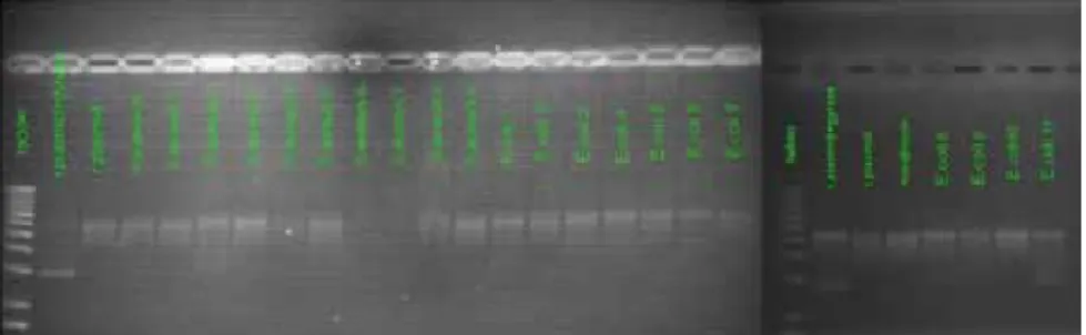 Figure 12: 1 mg/20µL (w/v) dilusion S. aureus DNA Gyrase gel electrophoresis  results, super-coiled (r