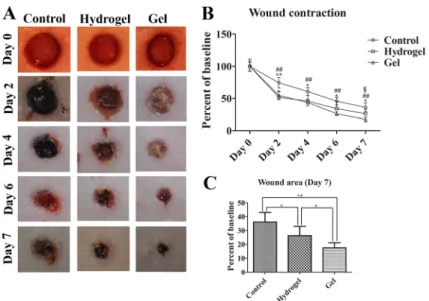 Fig. 4 a Histopathological examinations of wound tissue sections performed by H&amp;E (Magnification=4×, Scale bars=