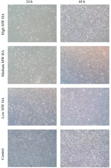 Figure 3. Statistical analyses; pairwise comparisons for MTT analysis  assessing cell proliferation