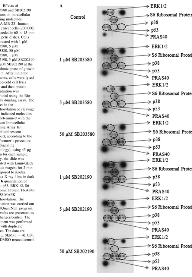 Fig. 5 Effects of SB203580 and SB202190 inhibitors on intracellular signaling molecules.