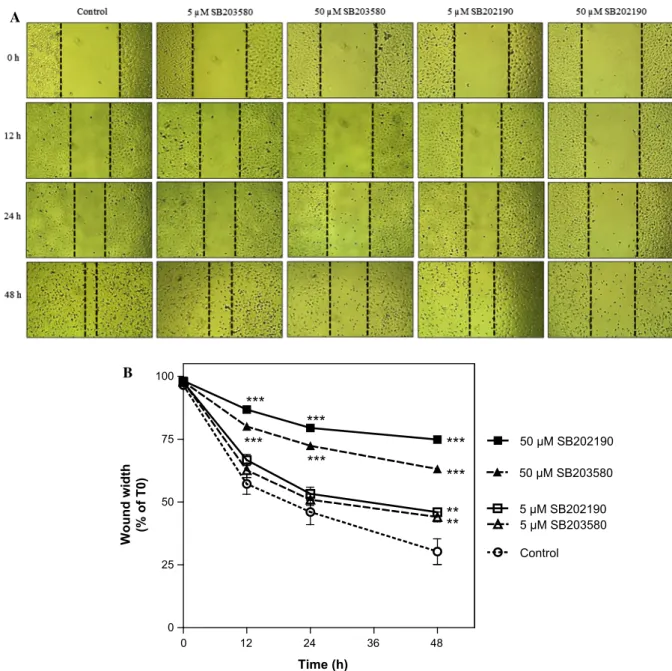 Fig. 3 Effect of SB203580 and SB202190 inhibitors on cell migration. a MDA-MB-231 cells were treated with various concentrations of SB203580 or SB202190 for 48 h